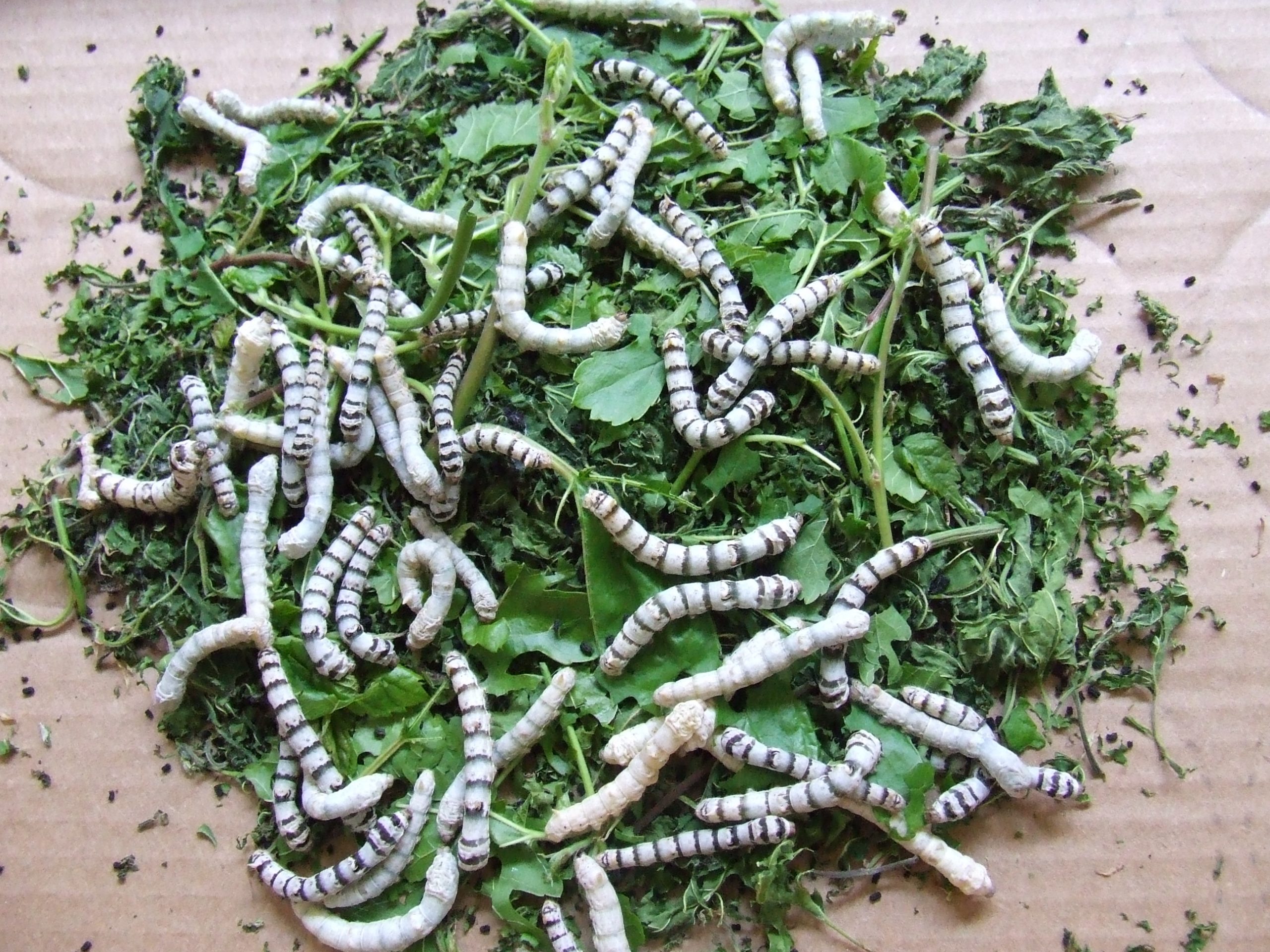 Silkworm Eggs Standard White Worms 50 