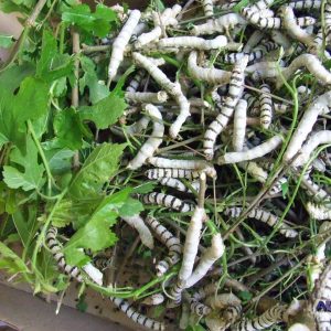 Silkworm Eggs