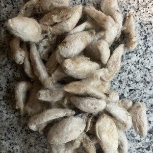 Eri Silk Cocoons